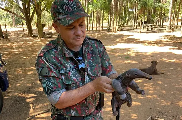 Confira recomendações da Imasul ao encontrar animal ferido em MS