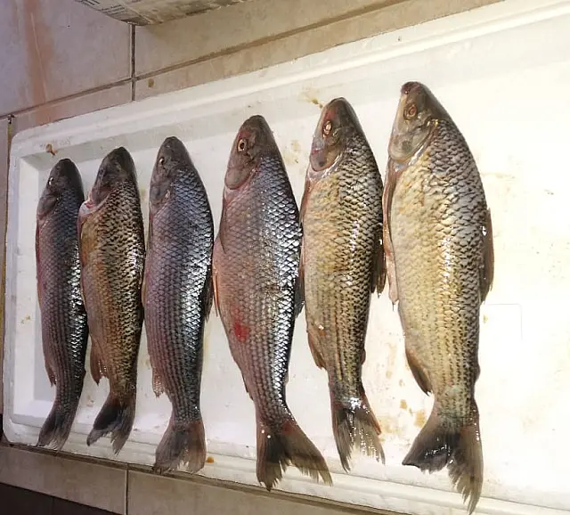 PMA prende paulista por capturar pescado fora da medida e acima da cota permitida