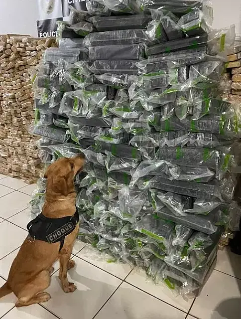 Traficante é preso com maconha avaliada em R$ 15 milhões