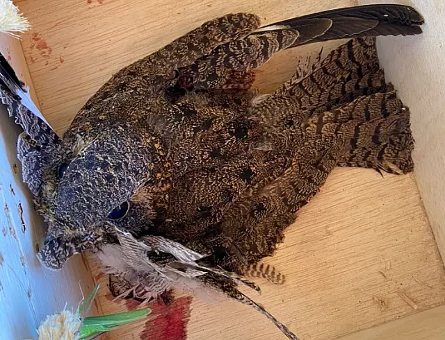 PMA captura curiango ferido em fazenda de Rio Negro