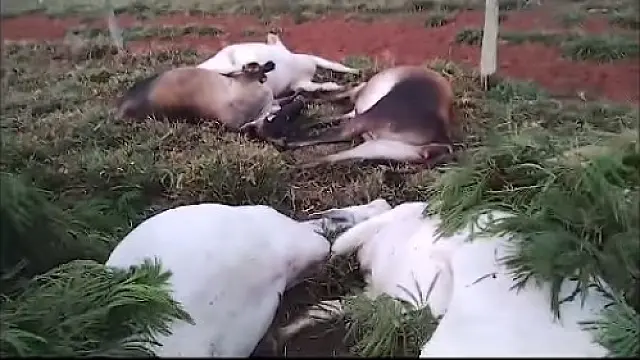Vacas prenhas morrem após raio cair em fazenda