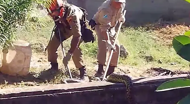 Sucuri de 2,5 metros é capturada no Centro de Corumbá