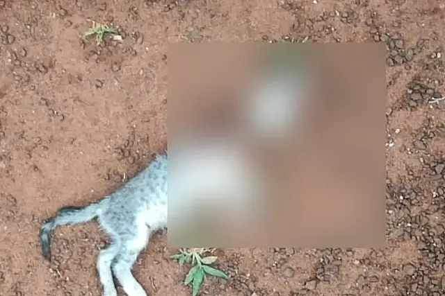Homem corta cabeça de gato e ameaça esposa em Nova Alvorada do Sul