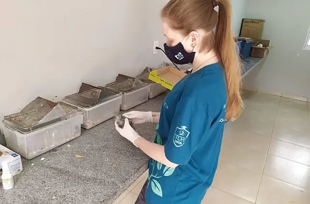Veterinários já trataram 17 animais vítimas das queimadas em MS