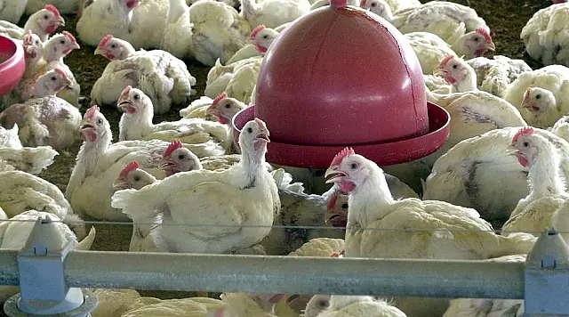 Brasil suspende exportações de carne de aves e seus produtos