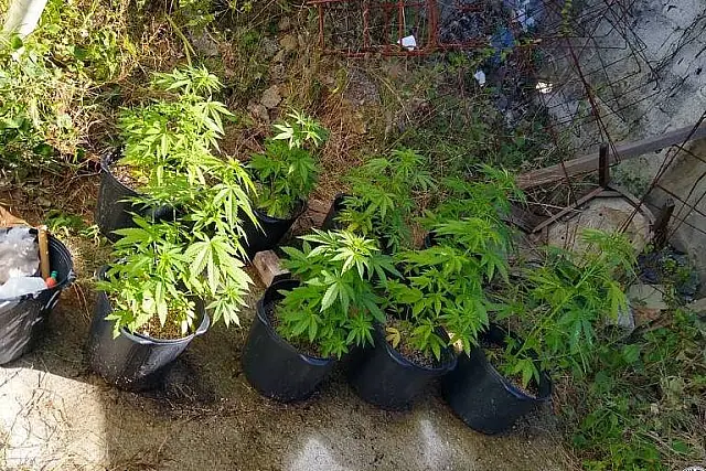 Decisão do STF sobre porte de maconha demanda novos procedimentos