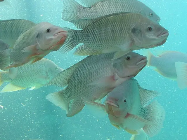 Exportação de peixes bate recorde no primeiro semestre de 2024 no Brasil