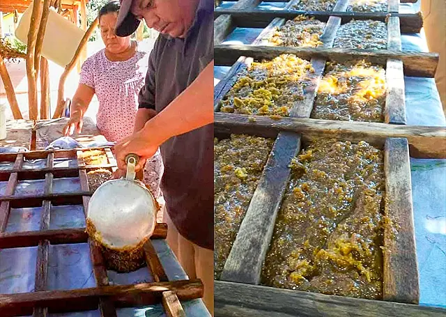 Produção de rapadura preserva história e identidade da família Jordão na Aldeia Bananal