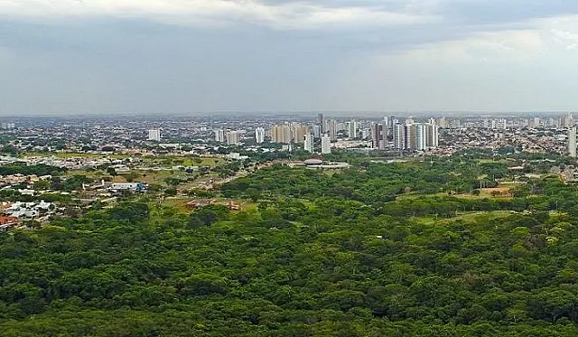 Floresta urbana: em Campo Grande para cada 5 habitantes há uma árvore
