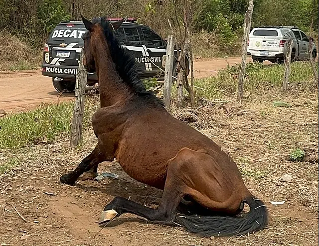Cavalos e cachorros doentes são resgatados de maus-tratos na Capital