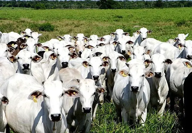 Capataz planejou furto de 14 cabeças de gado de fazenda em Aquidauana