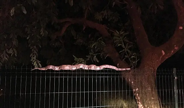 Polícia captura serpente de dois metros de comprimento em faculdade de MS