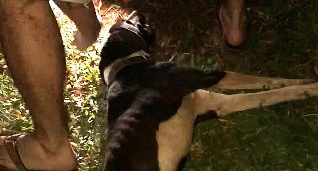 Após eutanásia de cachorro, PMA autua proprietário por maus-tratos