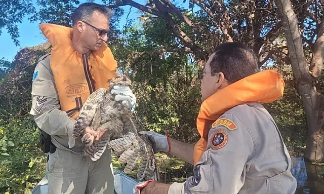 Bombeiros salvam Coruja que estava presa à linha de pesca em Corumbá
