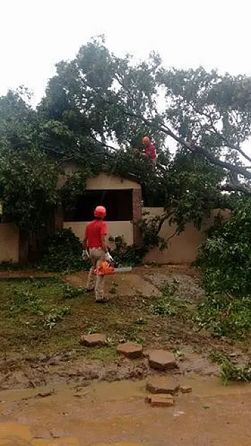 Árvore de grande porte cai sobre casa no Jardim Campanário