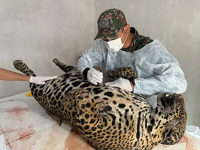 PMA inaugura laboratório de taxidermia de Miranda