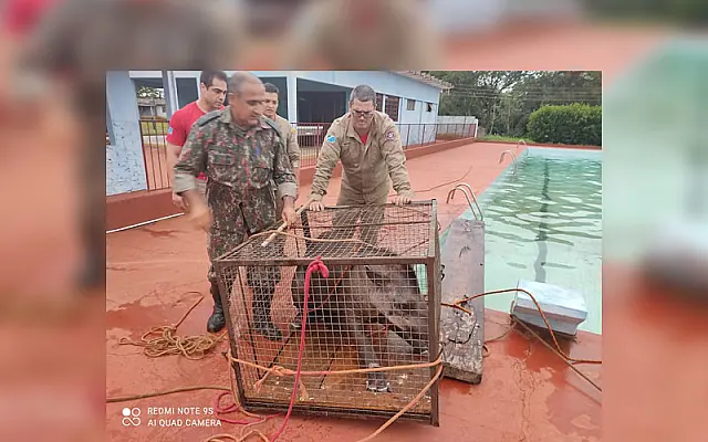 Militares resgatam Anta que caiu dentro de piscina em clube de Maracaju