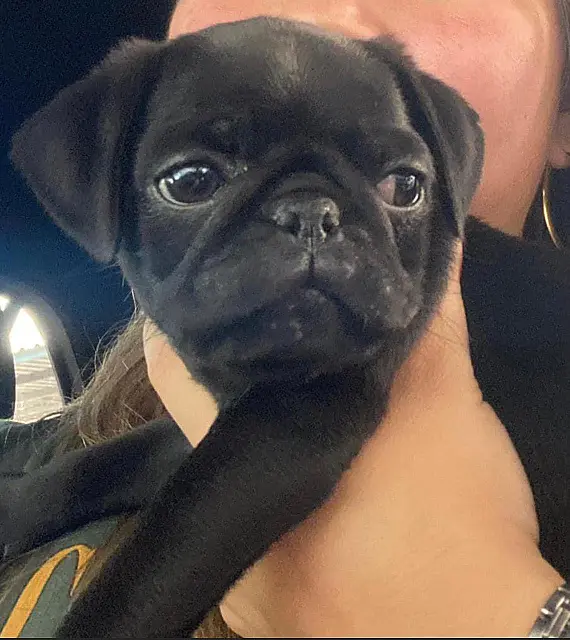 Cãozinho Zeca é encontrado após buscas em Aquidauana