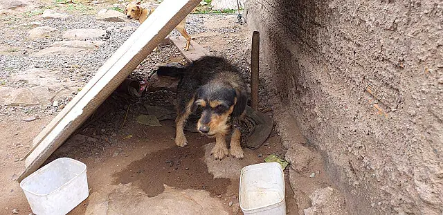 Cães ficavam confinados no sol, em espaço de apenas 1 metro de comprimento