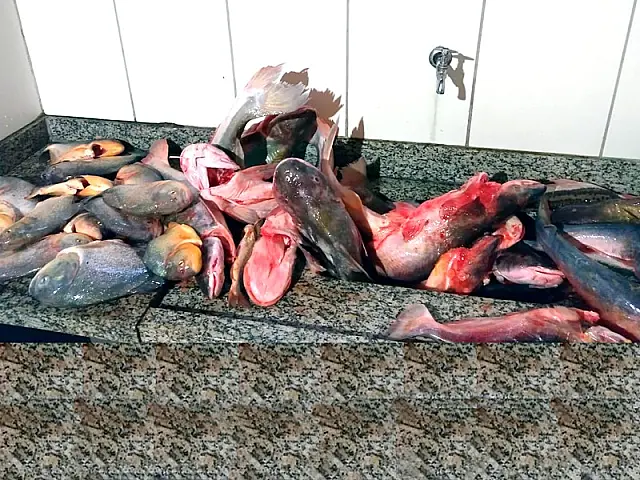 Sete pescadores são presos pela PMA por pesca irregular, dois em Aquidauana