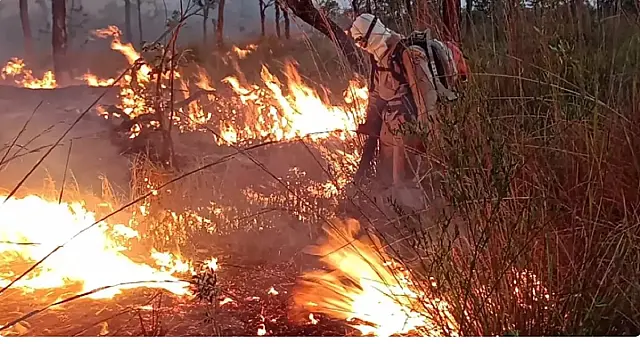 Relatório indica que Pantanal teve queda de 78% nos focos de incêndio em 2022