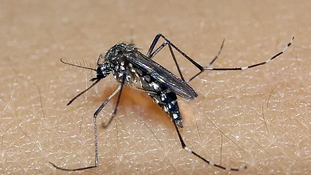 Aquidauana tem 41 novos casos prováveis de dengue