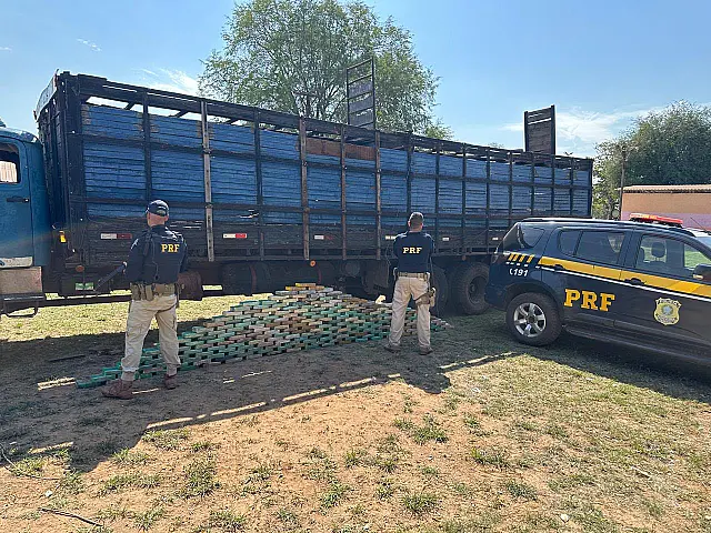 PRF apreende quase 200 kg de cocaína em caminhão com gado na BR-262