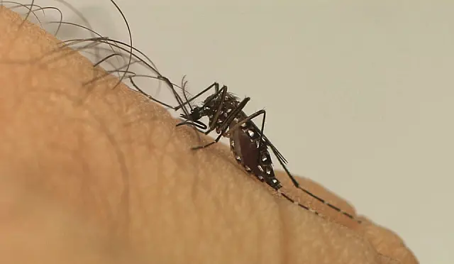 De Terenos a Aquidauana, já são 791 casos prováveis da febre Chikungunya