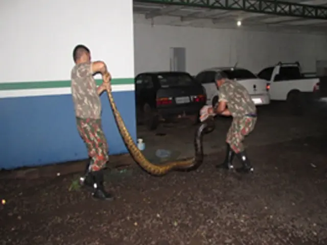 PMA captura sucuri de seis metros às margens de rodovia