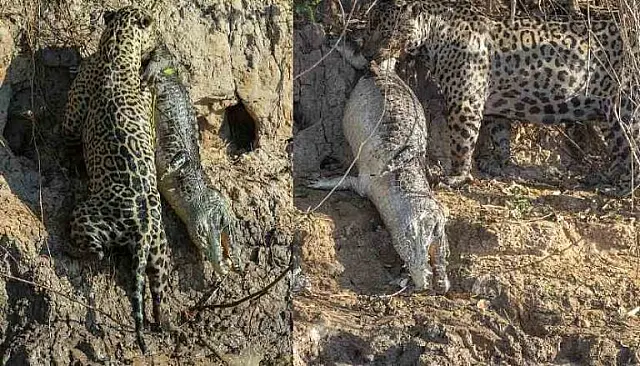 Rainha do Pantanal, onça-pintada mostra seu poder ao carregar jacaré
