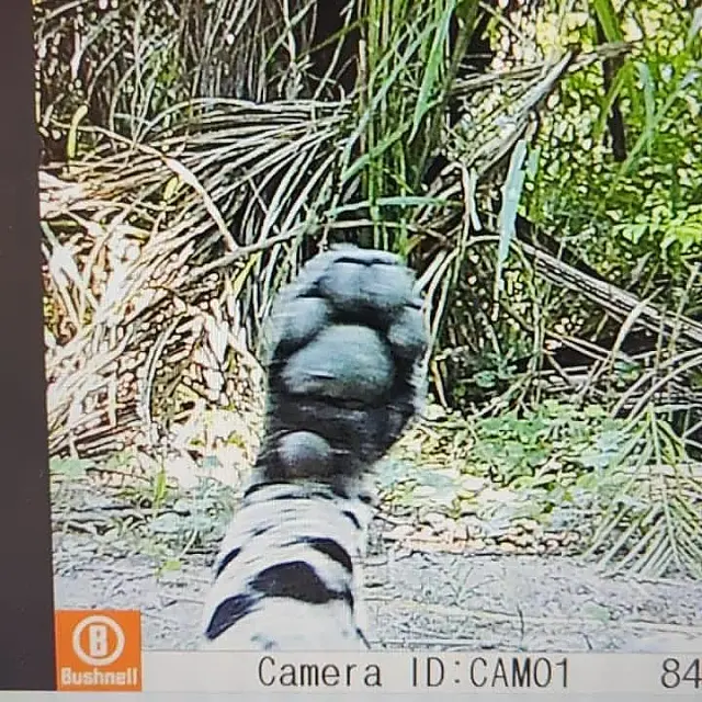 Inteligência artificial auxilia na identificação e conservação da fauna no Pantanal