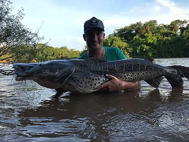 Pescador captura surubim de 31kg no Rio Aquidauana
