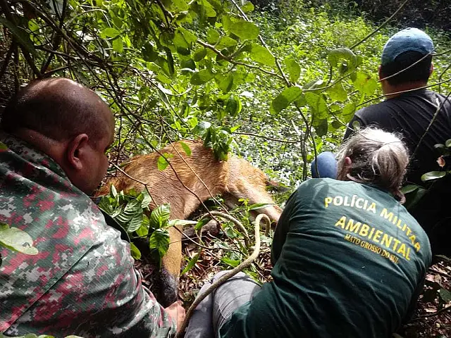 PMA de Miranda captura cervo-do-pantanal na natureza para tratamento