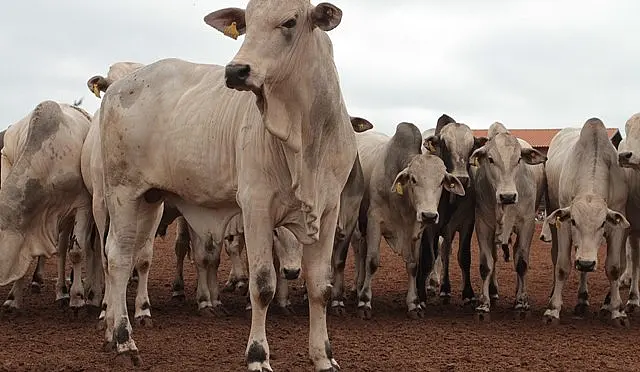 Prazo para produtor rural se cadastrar no Proacap é prorrogado para 30 de setembro