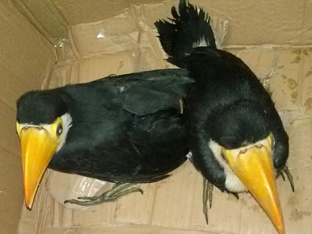 7º BPM prende dupla por maus-tratos a aves silvestres