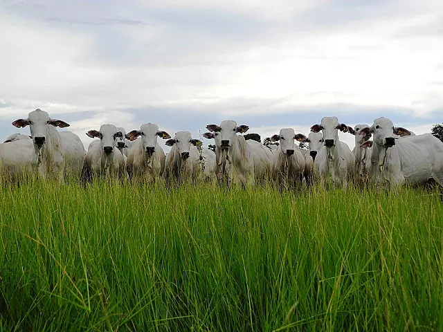 Sindicato Rural de Aquidauana realiza leilão de corte hoje com 1.500 cabeças