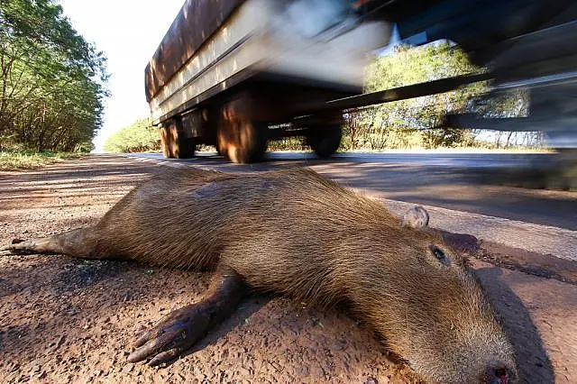 Alta velocidade é uma das causas de mortes de capivaras na BR-262