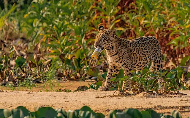 Pantanal: biólogo flagra filhote de onça carregando latinha de cerveja