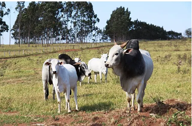 Pecuaristas de MS têm até 30 de novembro para atualizar rebanho junto à Iagro