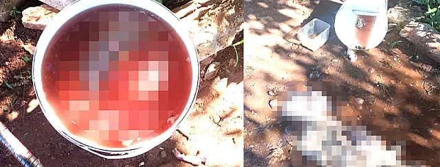 Mulher é presa por matar e eviscerar cão de estimação para ‘tirar banha’