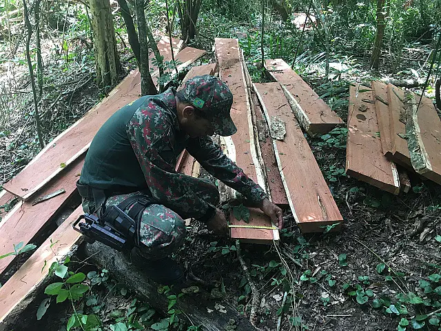 Fazendeira é autuada por derrubar árvore em área de mata ciliar do rio da Prata