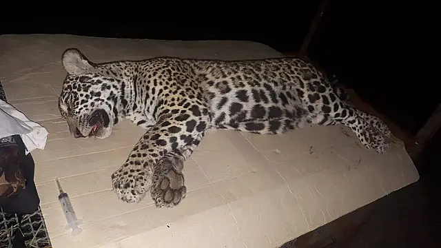 Filhote de onça-pintada é resgatado em estado grave após ser atropelado