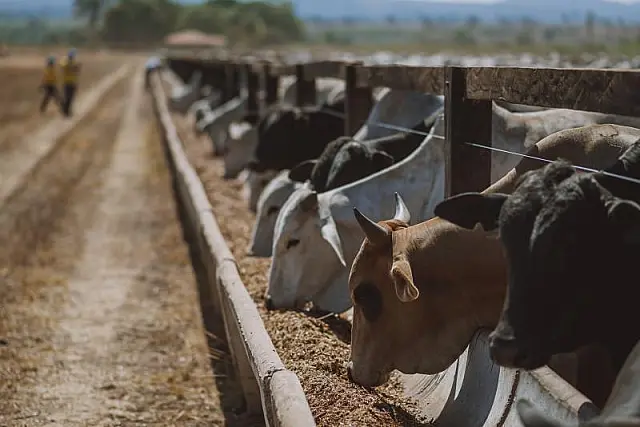 Produtividade na pecuária passa a ser ter classificação azul e vermelha