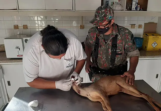PMA resgata veado que foi atacado por cachorros