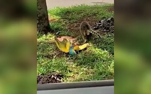 Vídeo: Arara morta vira "janta" de quati em flagra bizarro na Capital
