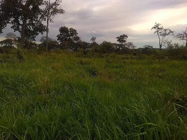 PMA autua pecuarista em R$ 30,3 mil por desmatamento ilegal