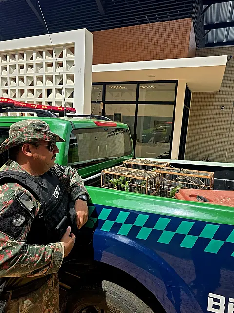 PMA resgata 42 filhotes de periquito no Pantanal