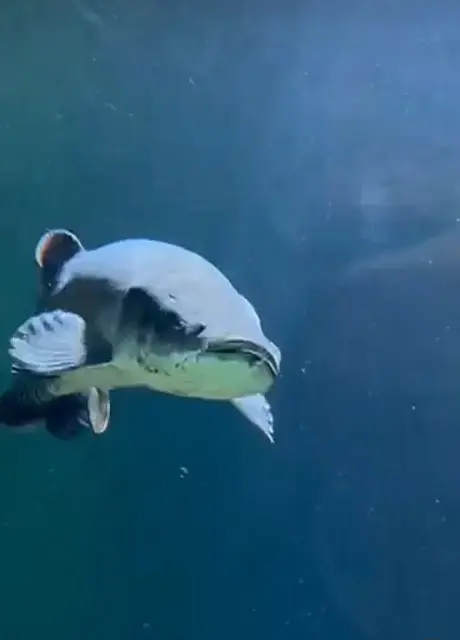 Bioparque recebe três novos integrantes e pirarucus fazem parte do time no aquário