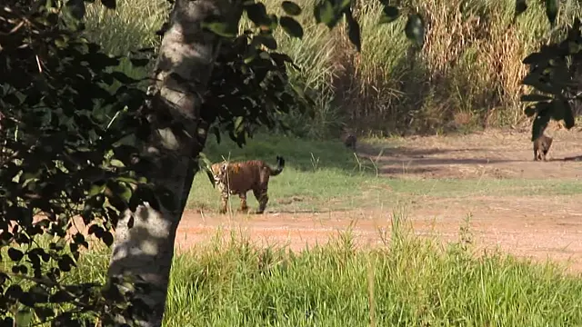 Onças são vistas passeando em fazenda na região de Miranda