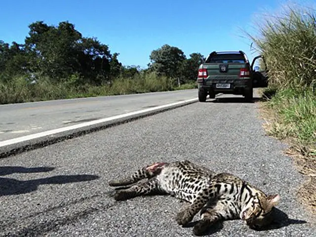 BR-262: ?O corredor da morte?